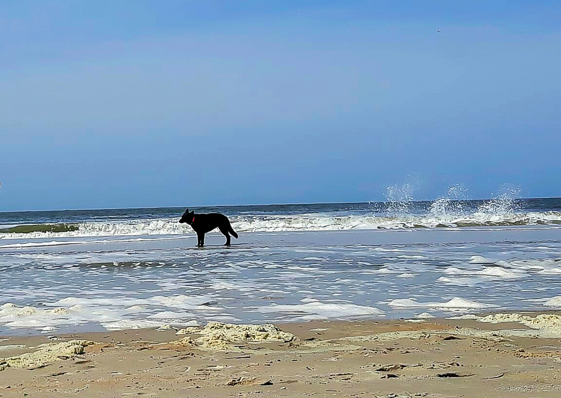 Amrum