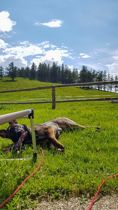 Auf der Alm spielt sich's am schönsten