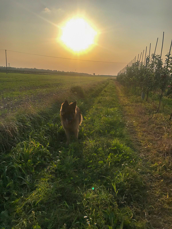 Am Land: Abendspaziergang