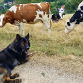 cow-dog_1