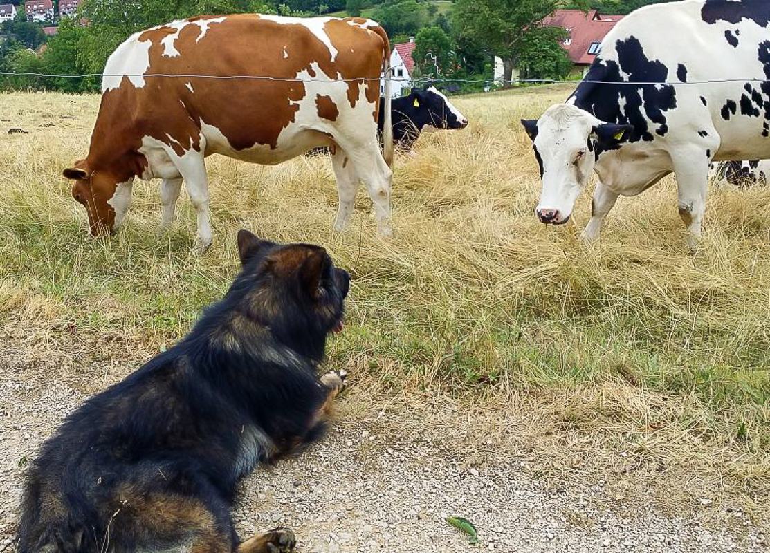 cow-dog_2