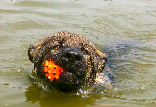 Hardys erste Schwimmstunde