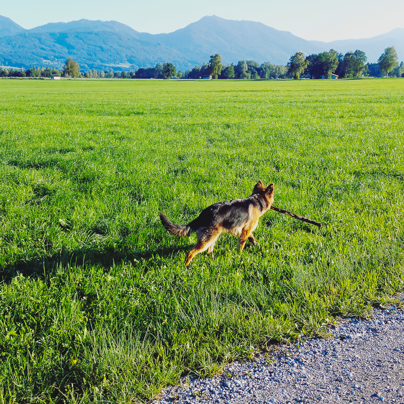 Wenn er sich zwischen Stock und anderen Hunden entscheiden müsste... weiß ich wer gewinnt