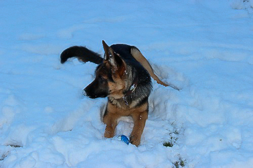 Elli im Schnee - der Schneehase :)