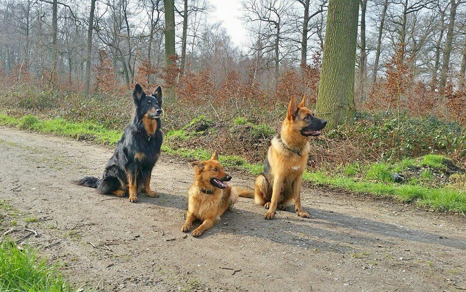 Schröder mit Freunden / harzer Fuchs und Gelbbacke