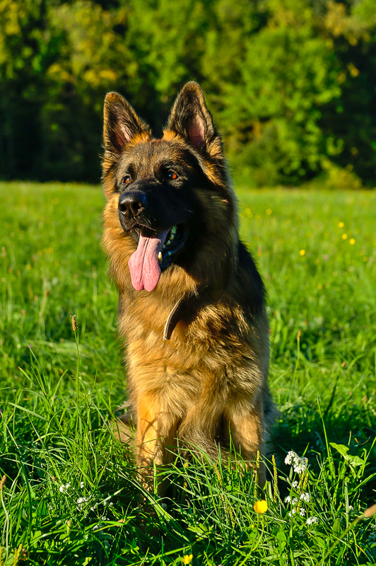 Da wird nach anderen Hundedamen Ausschau gehalten