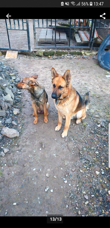 Mama und Papa von meinem Balu