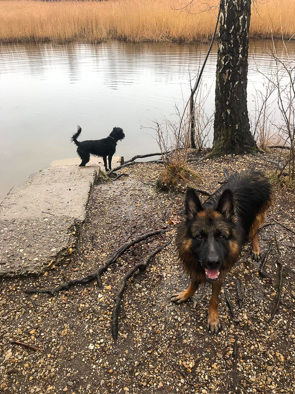 Bärlauch Sammeln im Regen und mit angenehmer (Hunde)Begleitung