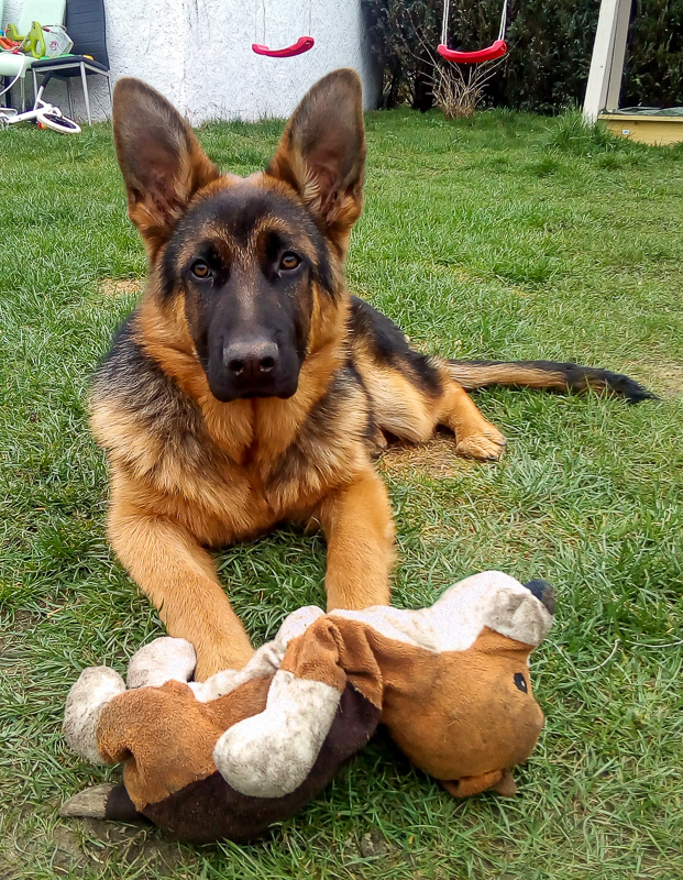 Er wird langsam ein richtiger Schäferhund!!!