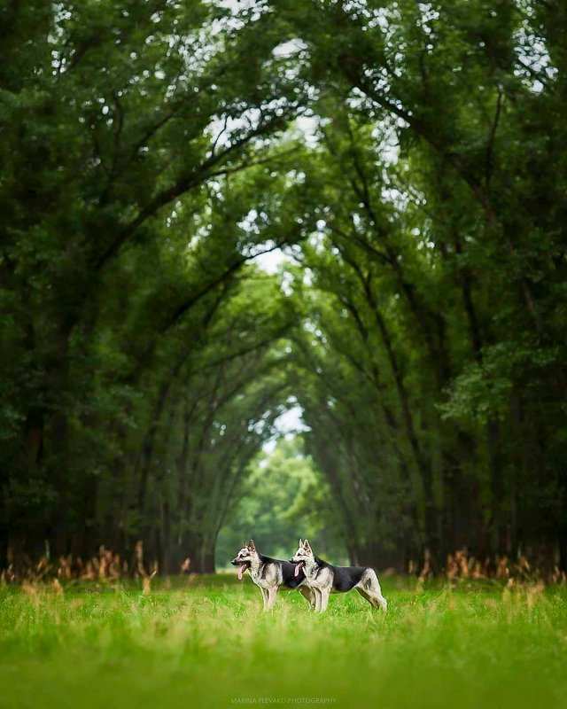 Harmonie.  Osteuropäische Schäferhunde ALEANT