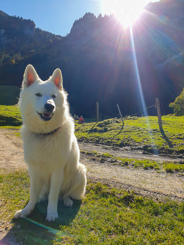 Mylo in Österreich beim wandern