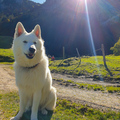 Mylo in Österreich beim wandern