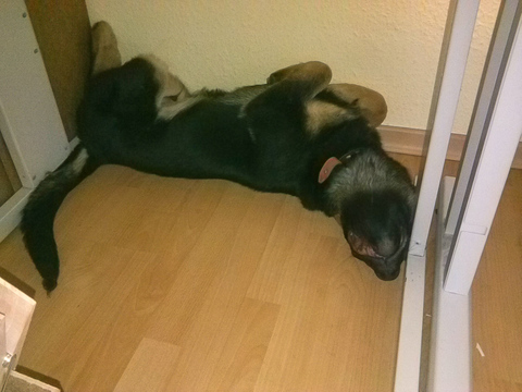 auch so kann man / Hund schlafen :-)
