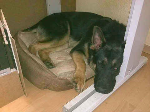 Büroschlaf im neuen Hundebett
