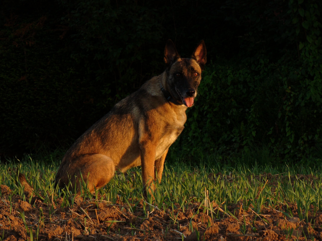 Ronja im Abendlicht