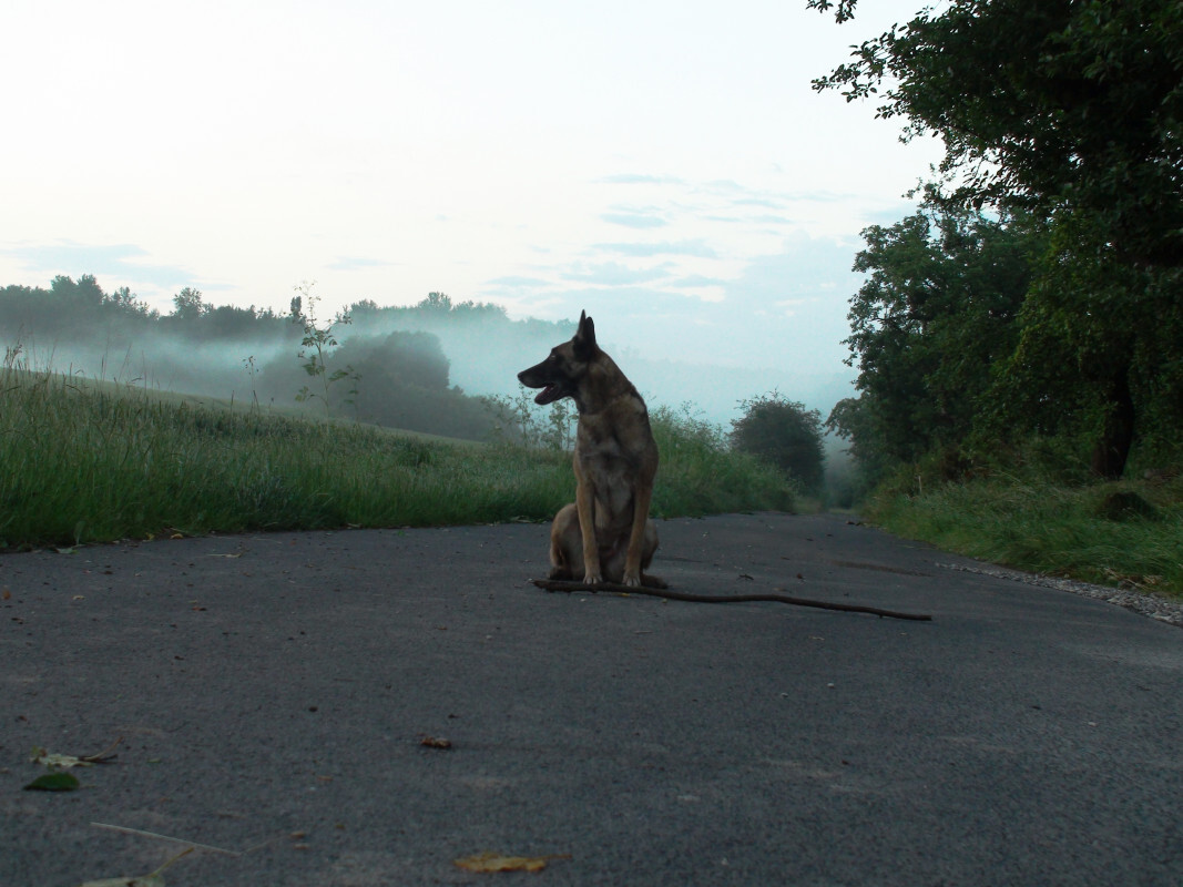 Ronja im Nebel