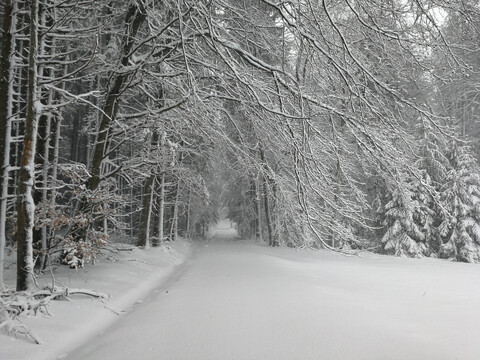 Alleine im Wald