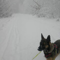 Sonntagsspaziergang im verschneiten Wald
