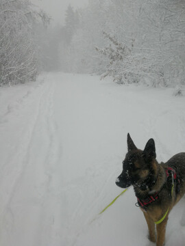 Sonntagsspaziergang im verschneiten Wald