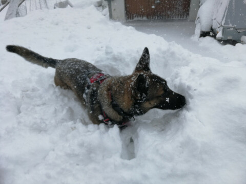 Lexy im Schnee