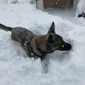 Lexy im Schnee