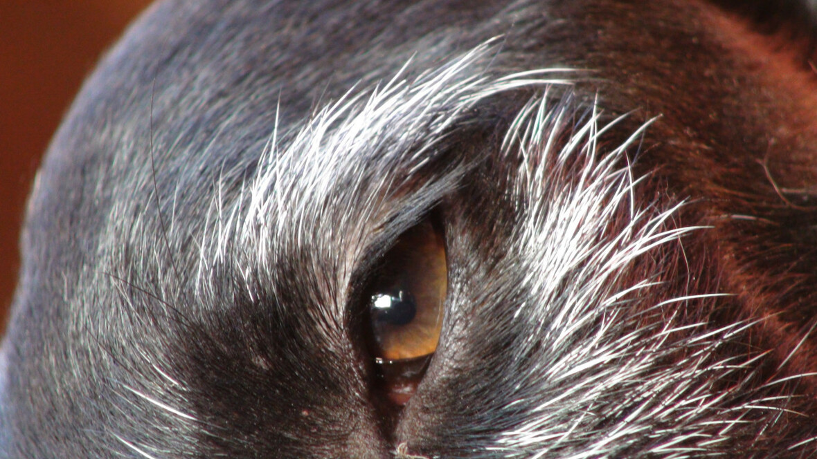 Das Auge der Galga Tiza