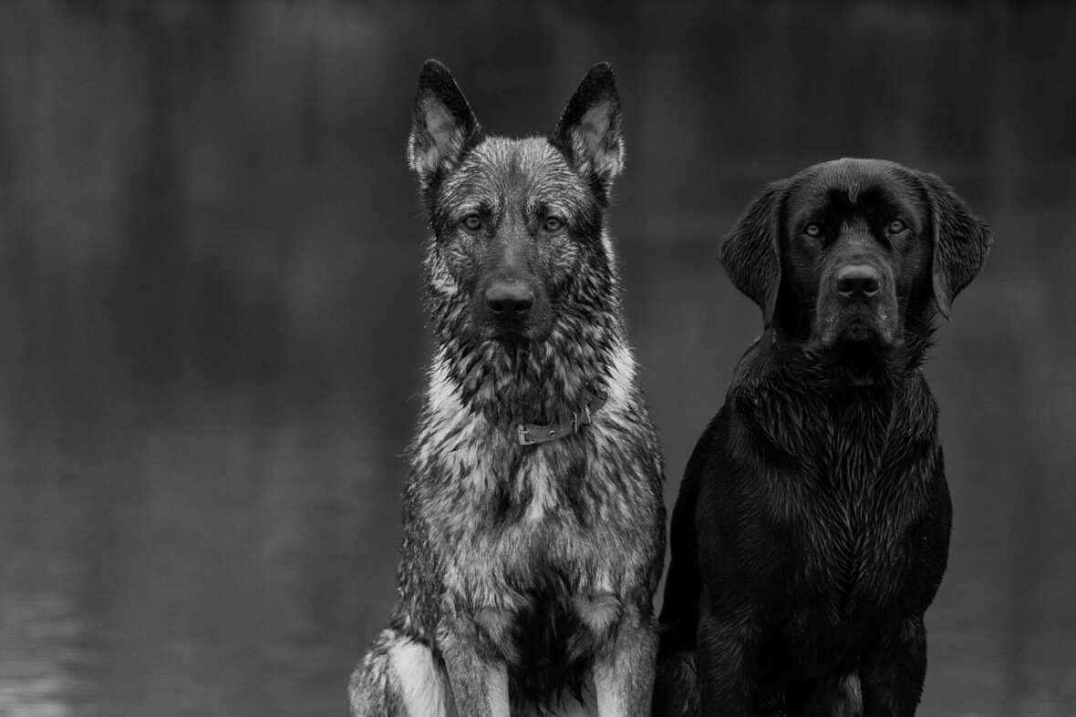 A.J. und Prinz