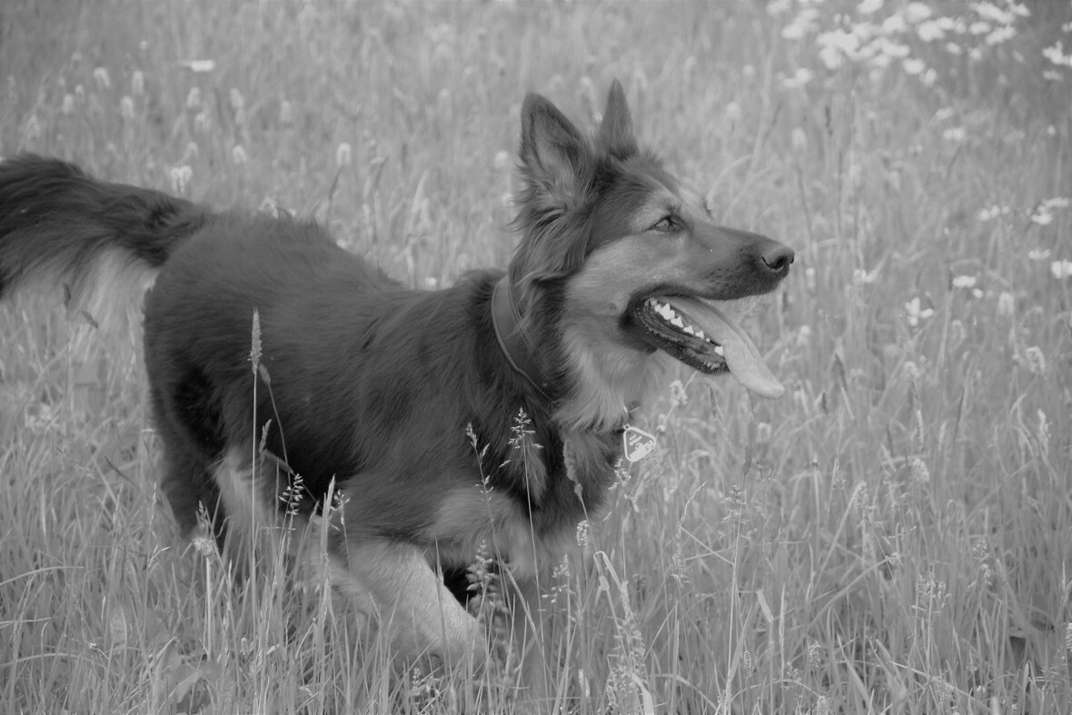 Tilli
