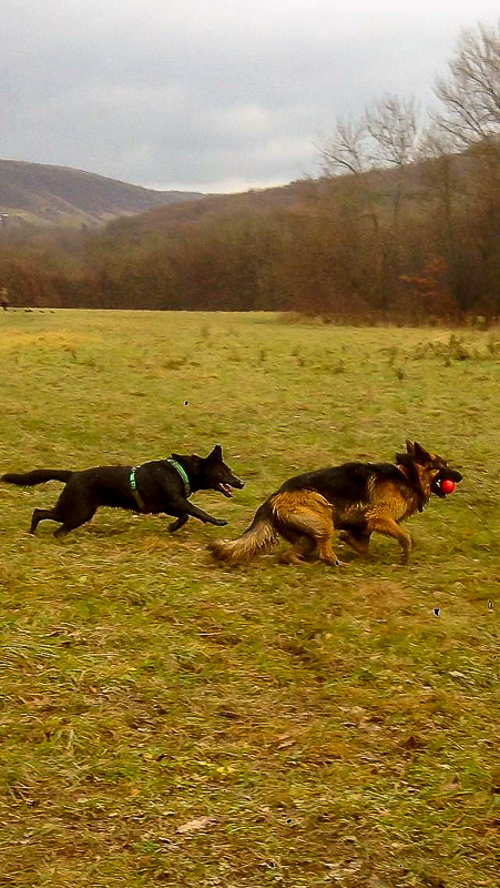 Ginger beim Spielen mit seiner Schäferhündin Kyra