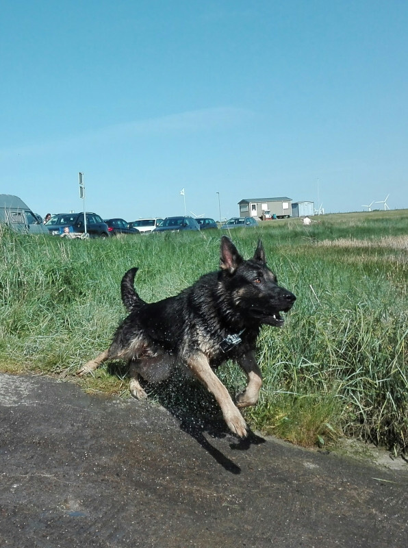 Harras und Familie an der Nordsee