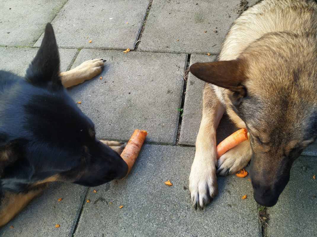 Basko und Dina