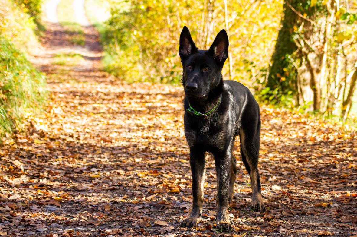 Ero im Herbst