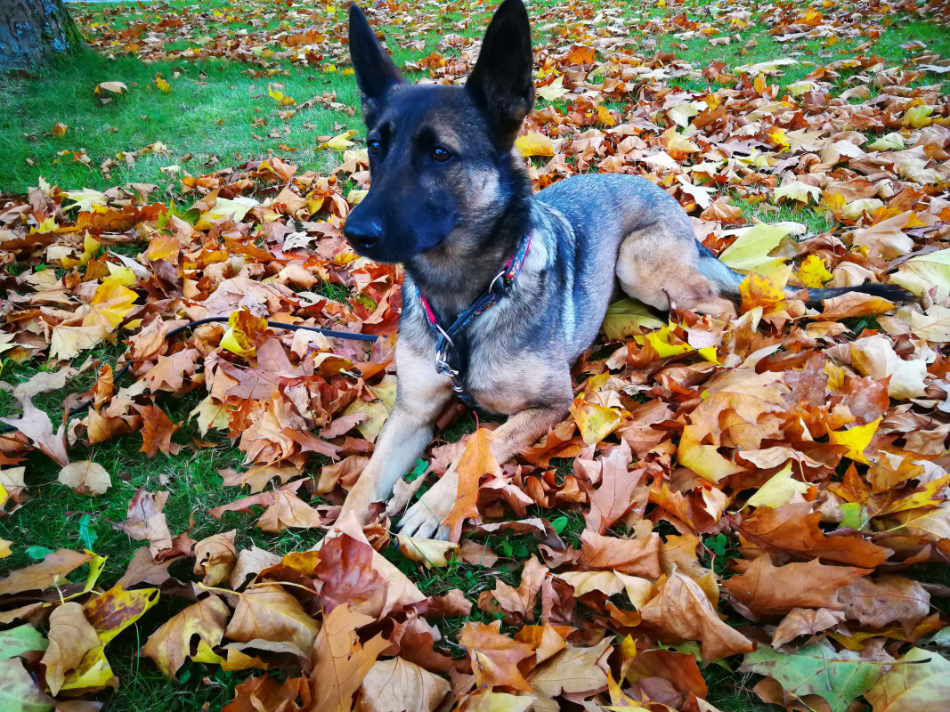 Lexy im Herbst