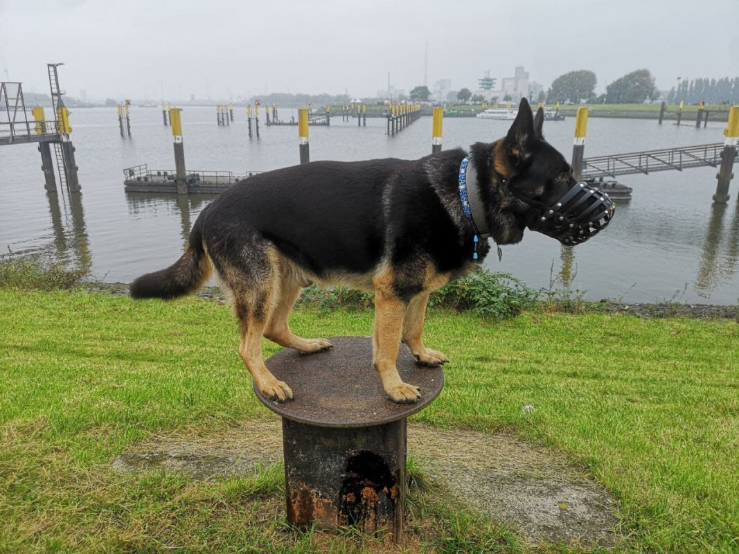 Harras Trickhund November 2021