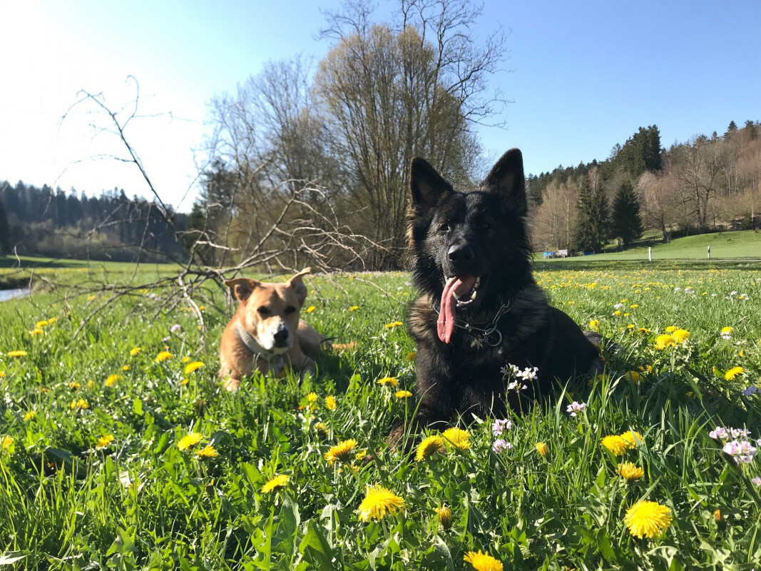 Boomer und Hicks