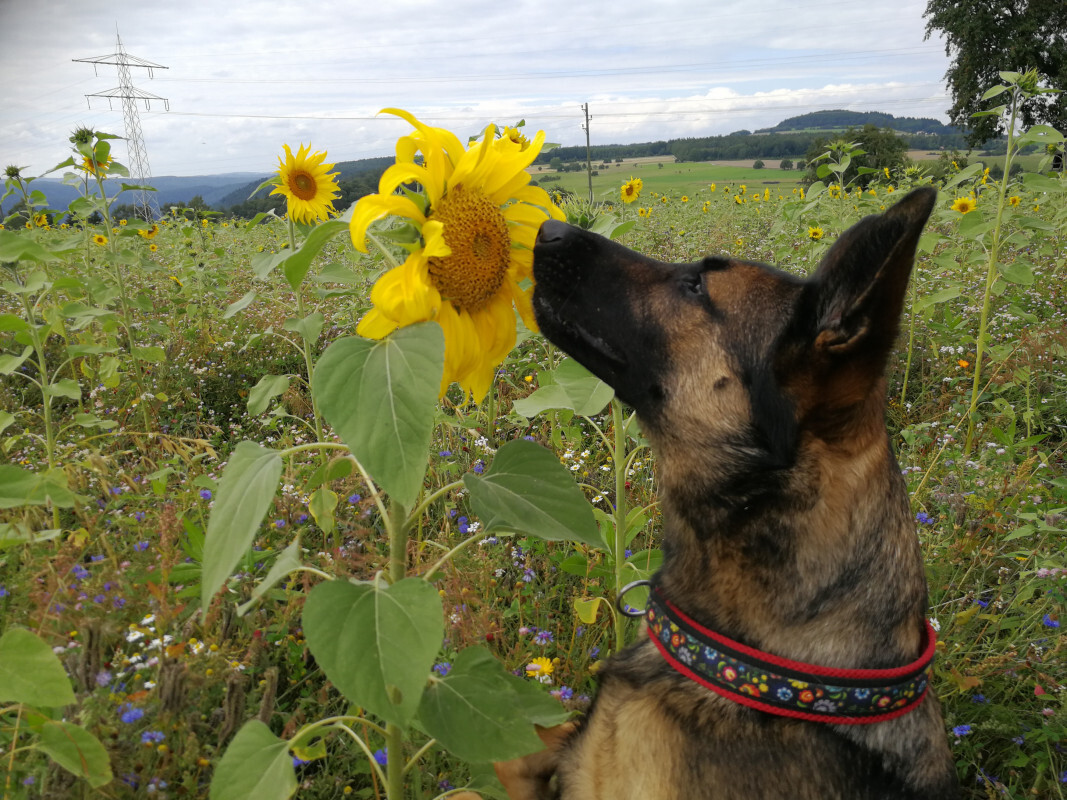 Lexy - Blumenmädchen