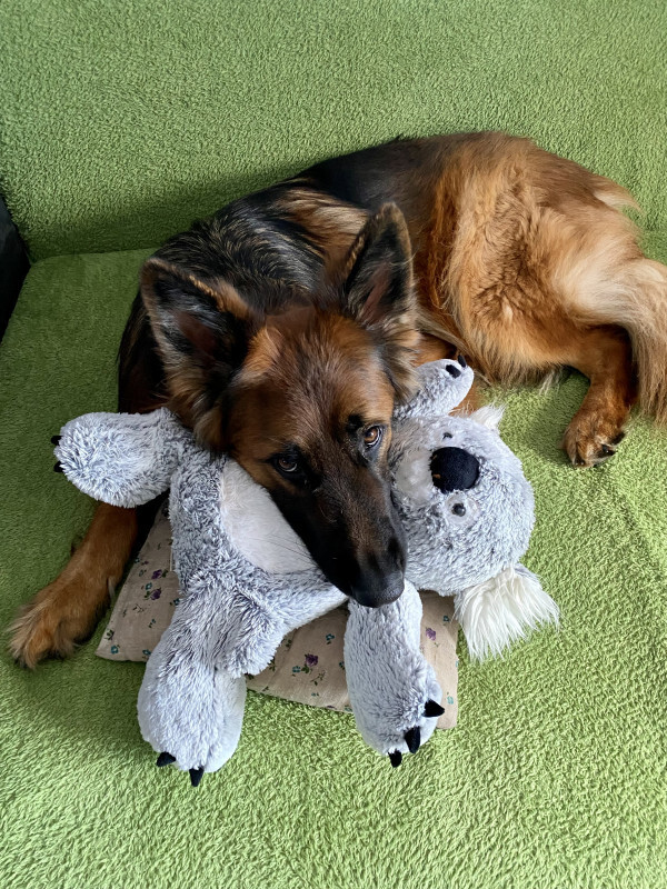 Boss und sein Koala