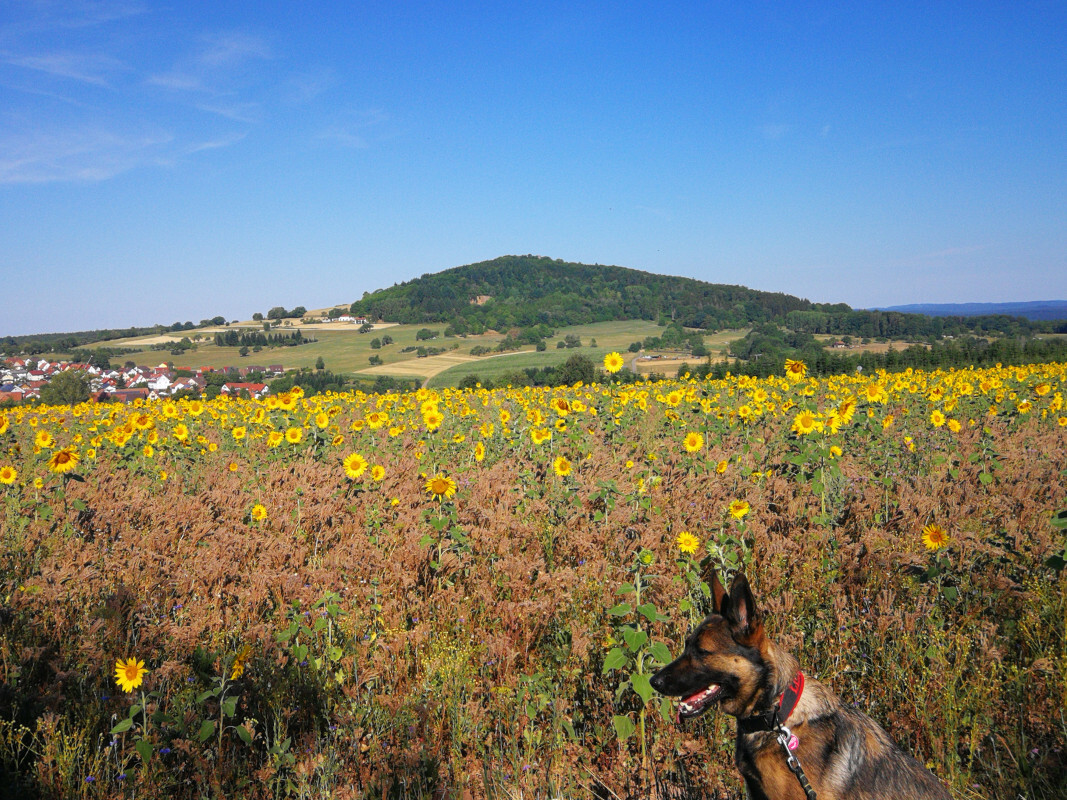 Lexy mit Aussicht