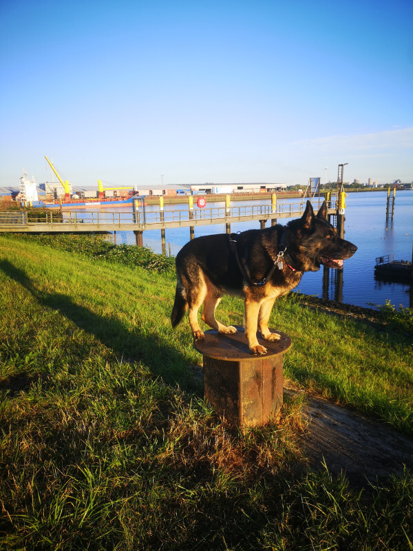 Harras, Küsten- und Hafenhund