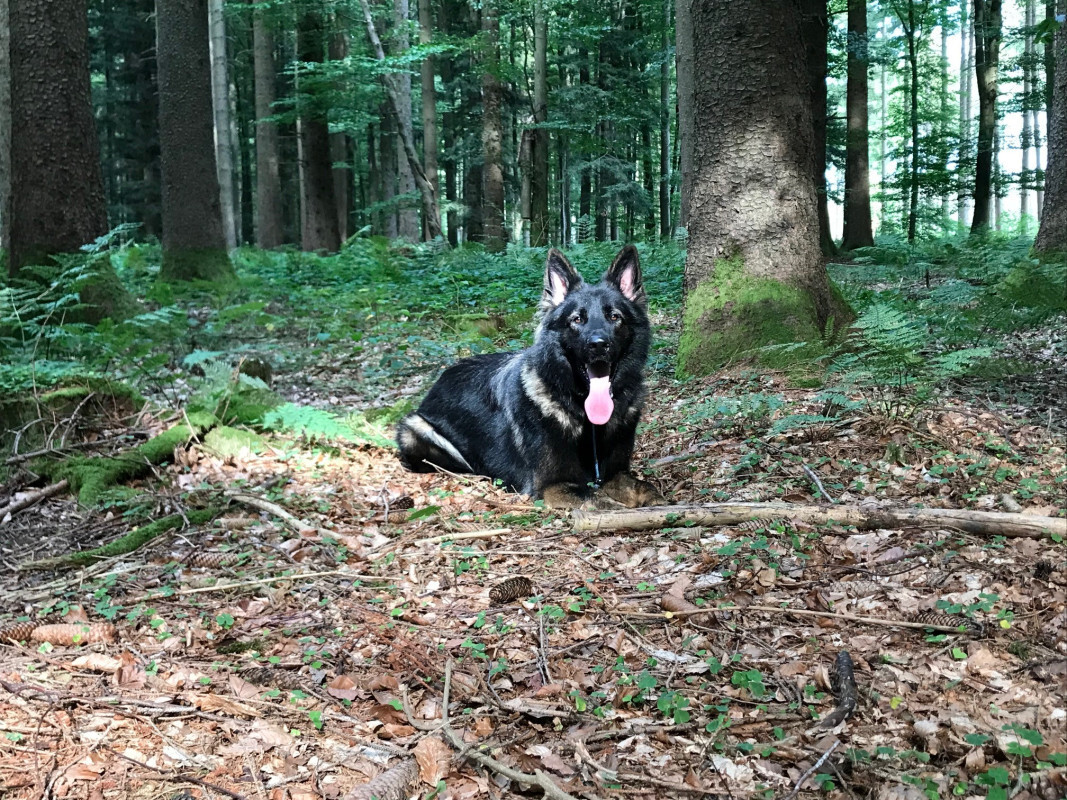 Hicks im Wald