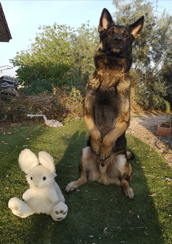 Fotowettbewerb April Osterhund