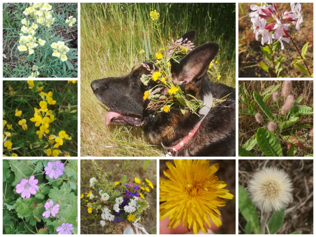 Harras mit Wildblumen