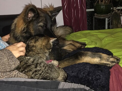 Kuschelhund Hicks, Kater Simba und ein bischen von mir