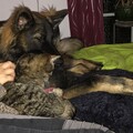 Kuschelhund Hicks, Kater Simba und ein bischen von mir