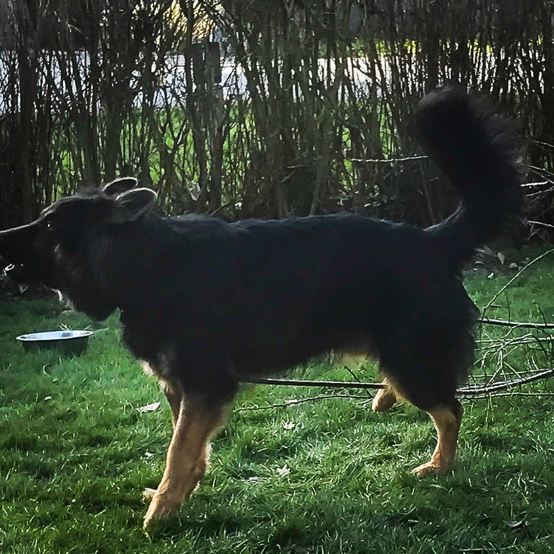 Hank in Aktion - muss ja auch beschützt werden so ein Garten :D