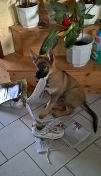 Dina