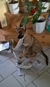 Dina