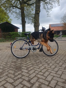 Bobby sein Luftsprung/Quatsch