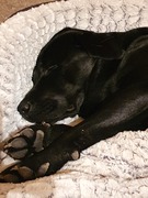 Benji