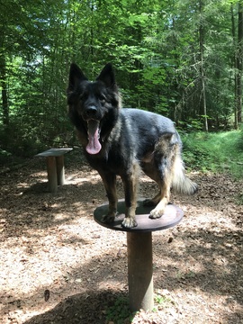 Hicks im Wald